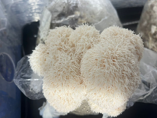 Hongo Melena de León: Beneficios Científicamente Comprobados para tu Cerebro y Bienestar