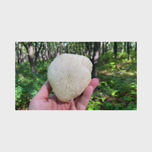 Tarro de capsulas de Melena de León 120 und.